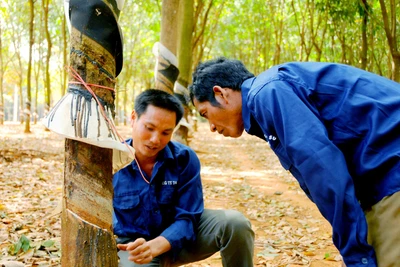 Binh đoàn 15: Quan tâm đời sống người lao động người dân tộc thiểu số