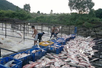 Nuôi trồng thủy sản: Tiềm năng còn bỏ ngỏ