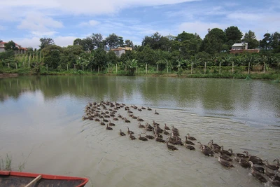 Tăng thu nhập nhờ mô hình VAC