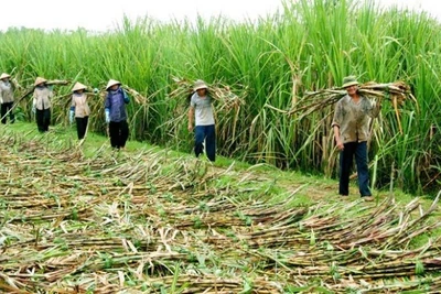 Nông dân Kbang chủ động xây dựng cánh đồng mía lớn