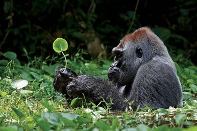 Hành động khẩn cấp để ngăn chặn săn bắn, bảo tồn các loài linh trưởng