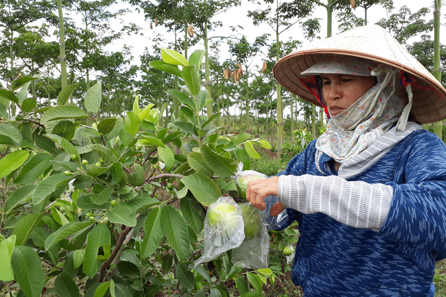 Thu nhập cao nhờ trồng ổi