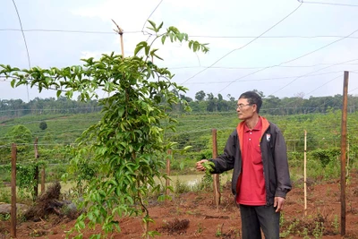 Kbang xuất hiện chanh dây "điếc"