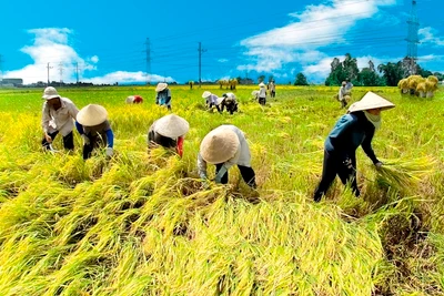 Chư Pưh: Bấp bênh cây trồng ngắn ngày