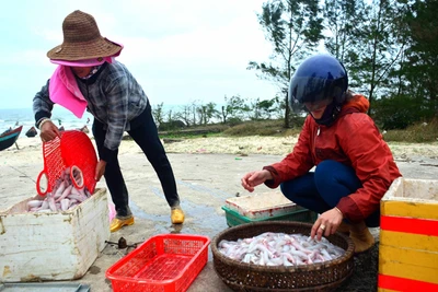 Ngư dân trúng "lộc biển" đầu Xuân