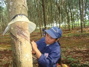 Phấn đấu giữ vững danh hiệu trong sạch vững mạnh tiêu biểu