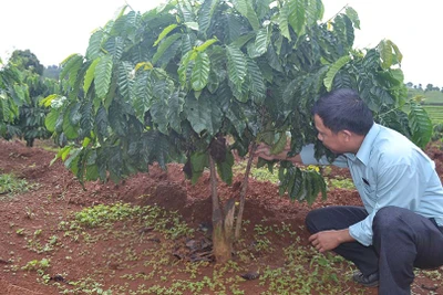 Gia Lai chủ động giống tái canh cà phê