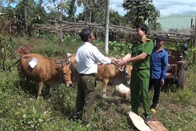 Gia Lai: Triệt phá nhóm đối tượng chuyên trộm bò