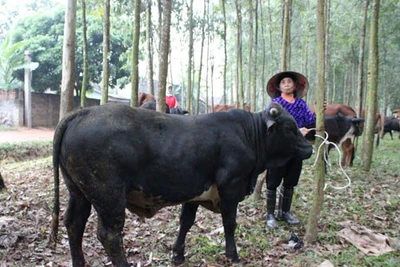 Nuôi bò BBB, thu hàng trăm tỷ