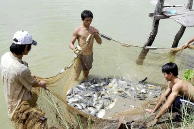 Nông dân Phú Thiện thu lợi cao từ nuôi cá