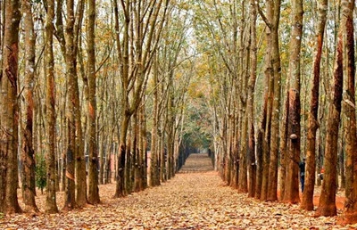 Đẹp ngỡ ngàng Tây Nguyên mùa lá rụng