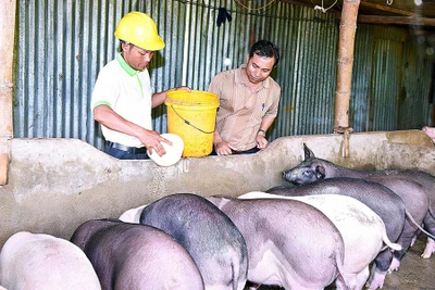 Giá heo hơi tăng trở lại: Người chăn nuôi chưa yên tâm