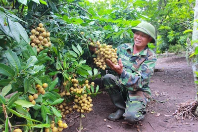 Vợ chồng cựu binh làm giàu trên vùng đất khó