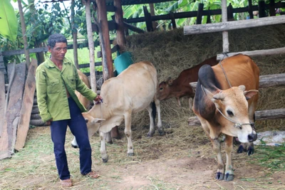 Ia Rbol: Hàng chục con bò chết không rõ nguyên nhân