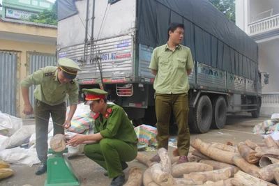 ​Bắt giữ xe tải vận chuyển hơn 2,7 tấn ngà voi trái phép