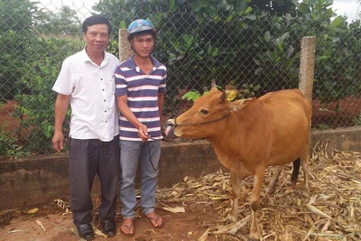 Hội Nông dân Chư Pưh cấp bò cho hội viên nghèo