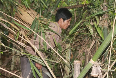 Trĩu nặng gánh măng rừng người Mạ