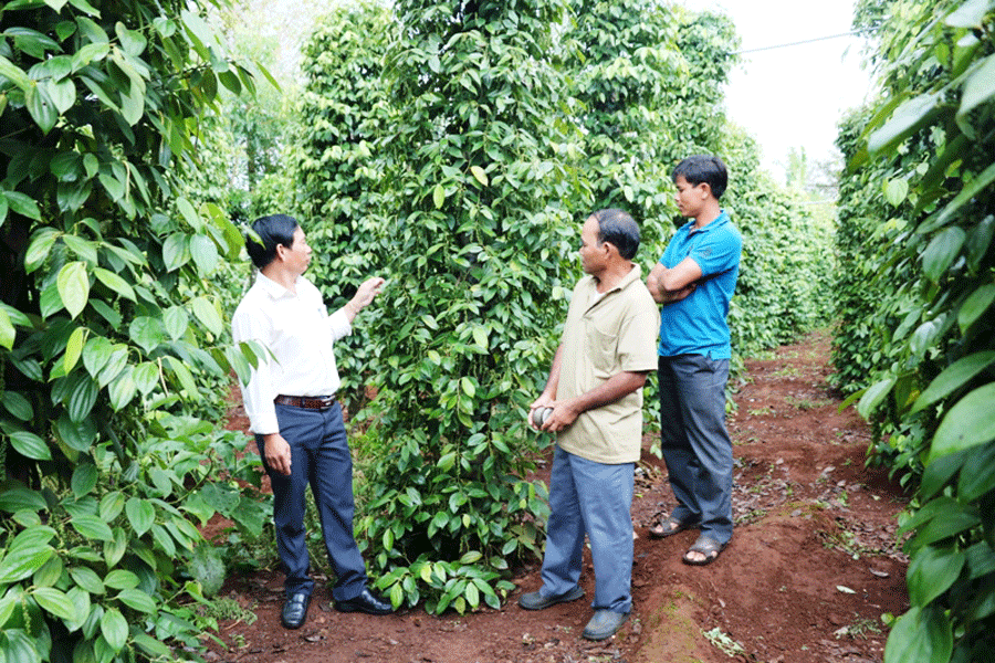 Chư Á: Hỗ trợ nông dân phát triển kinh tế