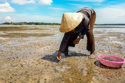 "Hòn vọng phu" nơi Bến Lở