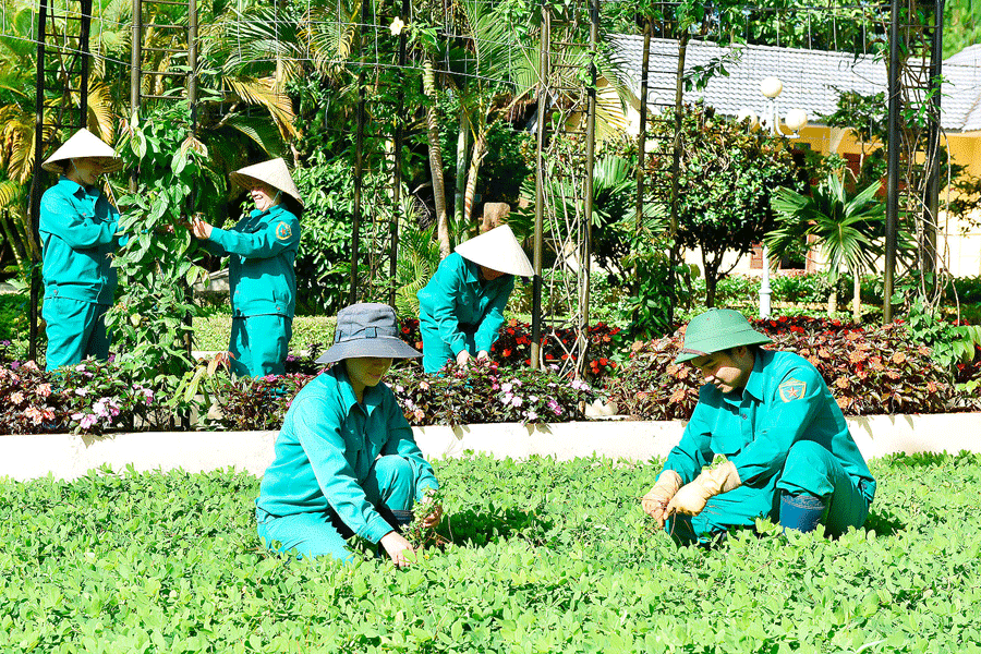 Bất cập trong quy hoạch cây xanh đô thị