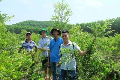 Năm chàng trai 'tinh dầu'