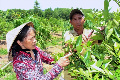 Hình thành vùng chuyên canh cây ăn quả VietGAP