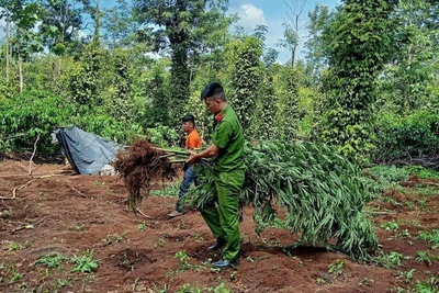 Trồng hơn 1 ha cây cần sa để… cho gà ăn!