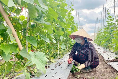 Nông hội thúc đẩy liên kết sản xuất