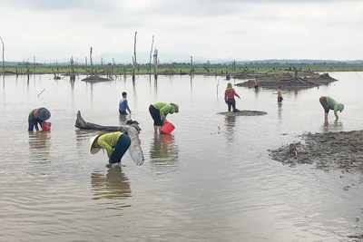 Mùa hến ở Plei Pai