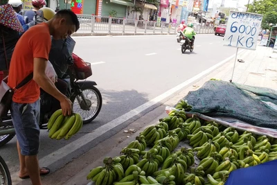 Giá chuối rớt thảm khi Trung Quốc thừa cung