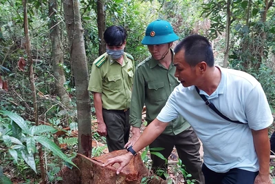 Khai thác rừng trái phép ở xã Hà Ra