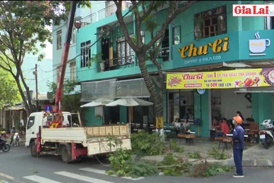 Pleiku chặt tỉa cây xanh nhằm đảm bảo an toàn trong mùa mưa bão