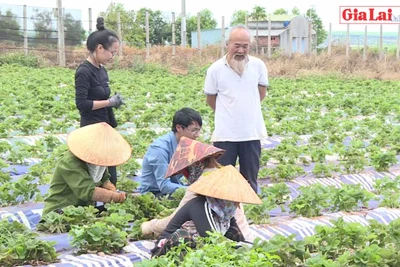 Nông dân "bắt nhịp" nông nghiệp-dịch vụ