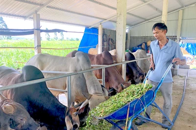 Giàu lên nhờ nuôi bò nhốt chuồng