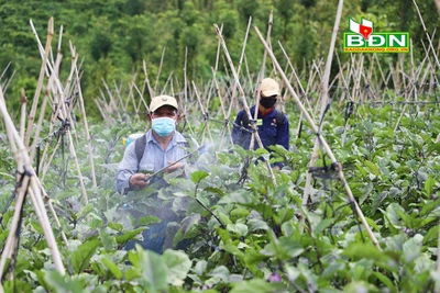 Trồng cà tím Nhật Bản, nông dân Đắk Nông bán cho ai mà hái cả trăm tấn trái vẫn không lo dội chợ?