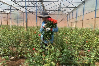 Đắk Nông: Trai làng bỏ việc lương cao ở Nhật Bản về quê trồng thứ hoa chi chít gai thu gần 1 tỷ mỗi năm