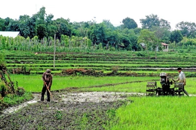 Ưu tiên giống cây trồng kháng sâu bệnh