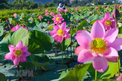 Đà Nẵng: Hoa sen rực rỡ khoe sắc, tỏa ngát hương thơm