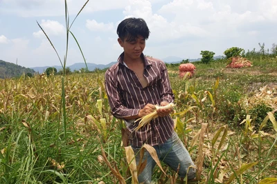 Đắk Nông: Trồng bắp không thấy hạt đâu, nông dân chỉ thấy toàn lõi, lạ lùng báo cáo của Thanh tra sở