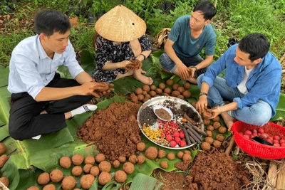 Độc đáo tái sinh rừng bằng "bom hạt giống"