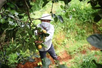 Mùa hồng Dran lại về