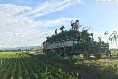 Nông dân Ia Trok thua lỗ vì rau ngót