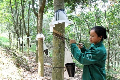 Xuất khẩu cao su Việt Nam sang Hoa Kỳ dự báo tiếp tục tăng