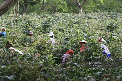 Nông dân "khóc ròng" vì cà phê… được mùa, được giá