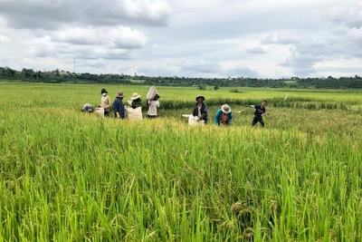 Ia Grai: Nhân rộng giống lúa JO2