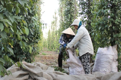 Giá tiêu hôm nay 20/10: Giá "vàng đen" bật tăng kỷ lục, kỳ vọng chạm mốc tỷ đô la