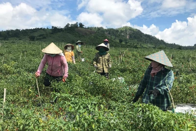 Rau Đak Pơ khẳng định nhãn hiệu trên thị trường