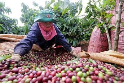 Giá cà phê tăng phi mã, doanh nghiệp chật vật giải phóng hàng tồn, giá tiêu lấy lại đà tăng