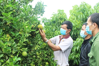 Biến đất hoang thành vườn cây ăn quả