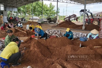 Đắk Nông: Trên mái sản xuất điện mặt trời, trong nhà trồng nấm, một nữ doanh nhân thu lợi kép